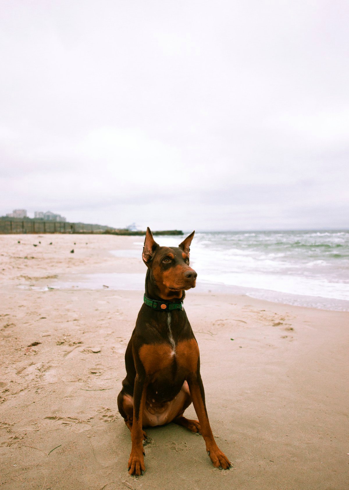 A Dobermann on the beach