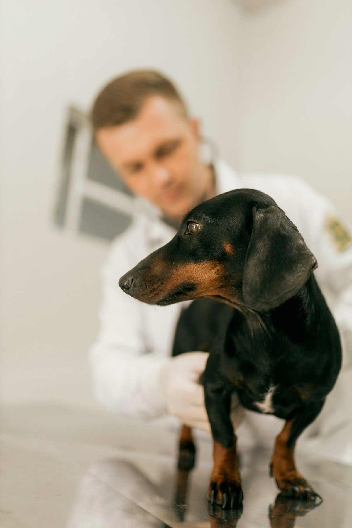 A veterinarian examining a dog