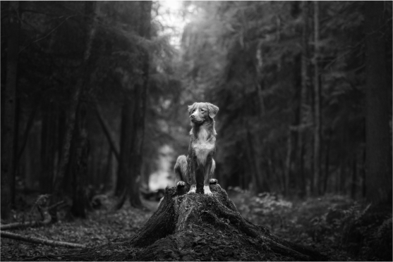 Dog on a log in the middle of the forest in black and white