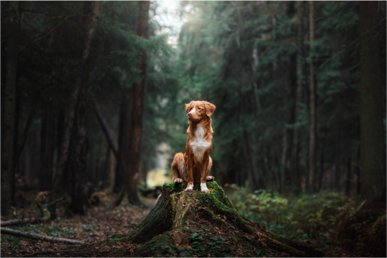 Dog on a log in the middle of the forest in color