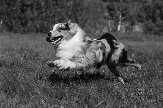 Dog running black white image