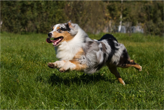 Dog running color image