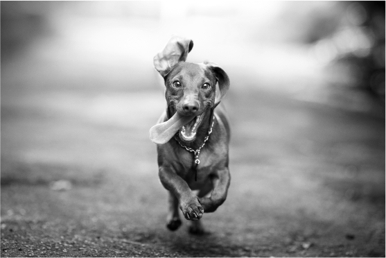 brown dog running in black and white