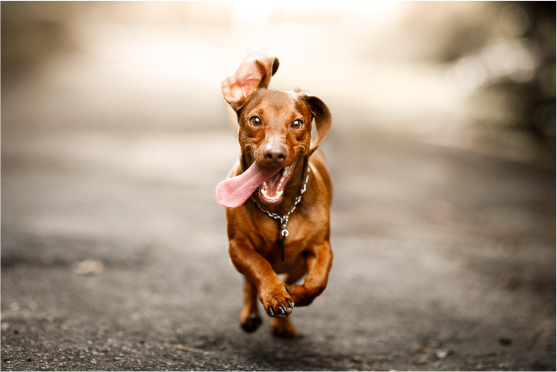 brown dog running in color