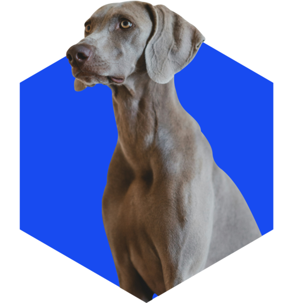 dog on blue background