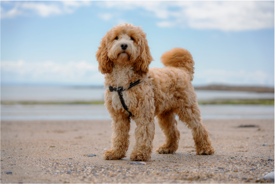 dog posing in front of a lake