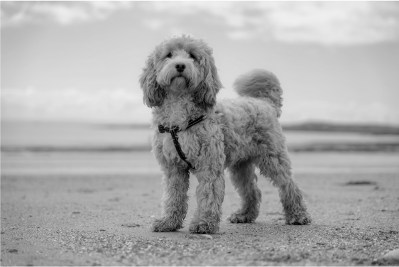 dog posing in front of a lake in black and white