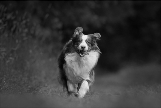 dog running in the forest in black and white