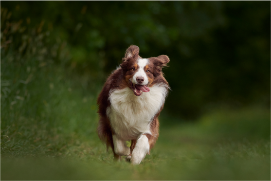 dog running in the forest in color