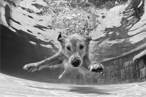 dog underwater black white image