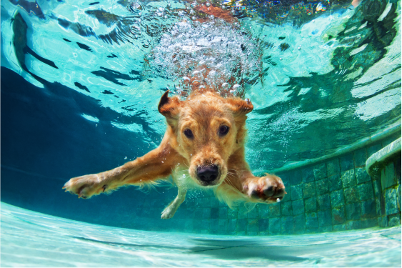 dog underwater color image