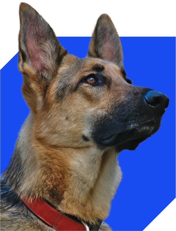 german shepherd on blue background