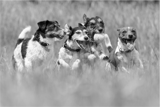 group of dogs playing with a ball in black and white