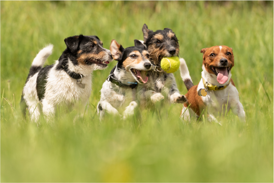 group of dogs playing with a ball